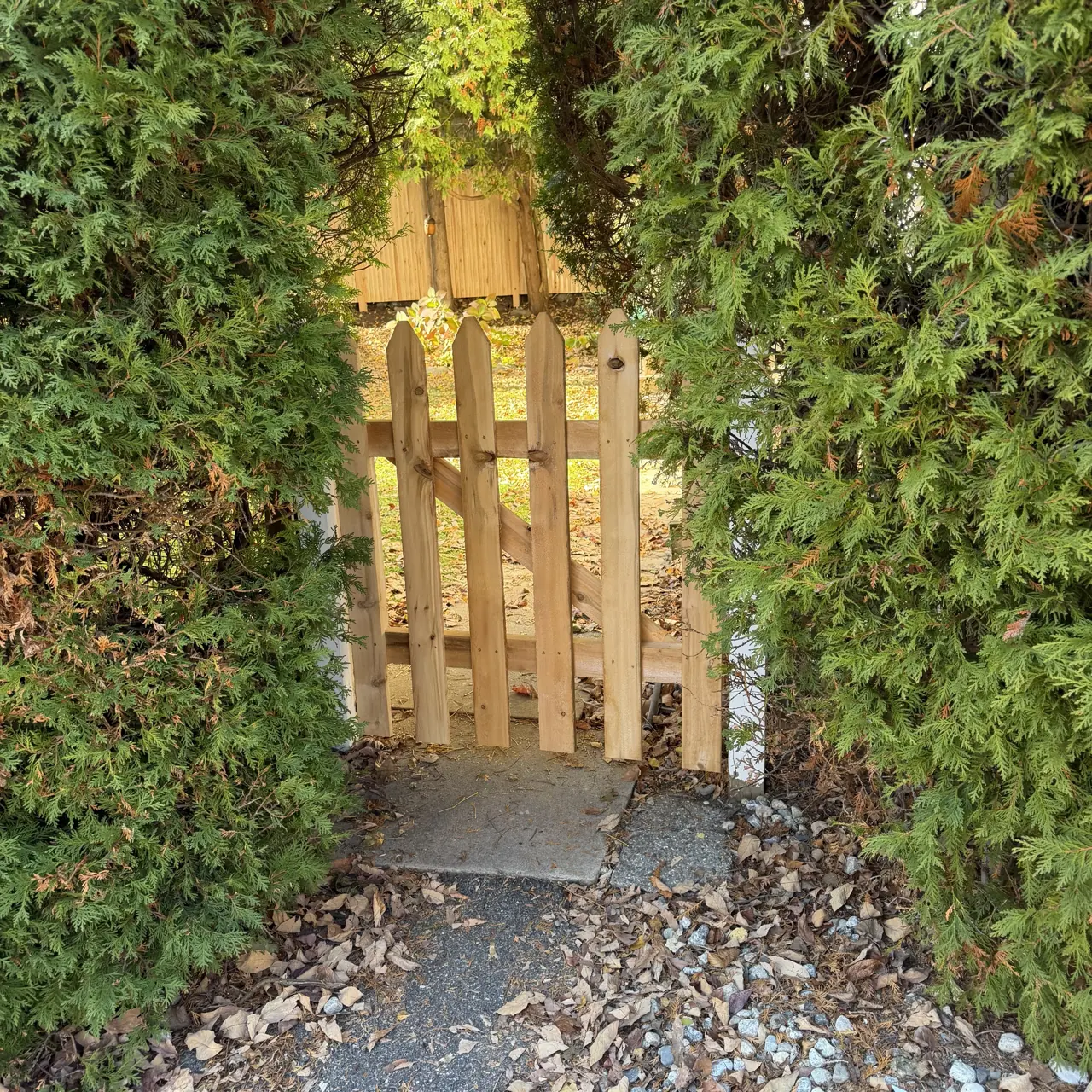 Wood garden gate framed by evergreen hedges