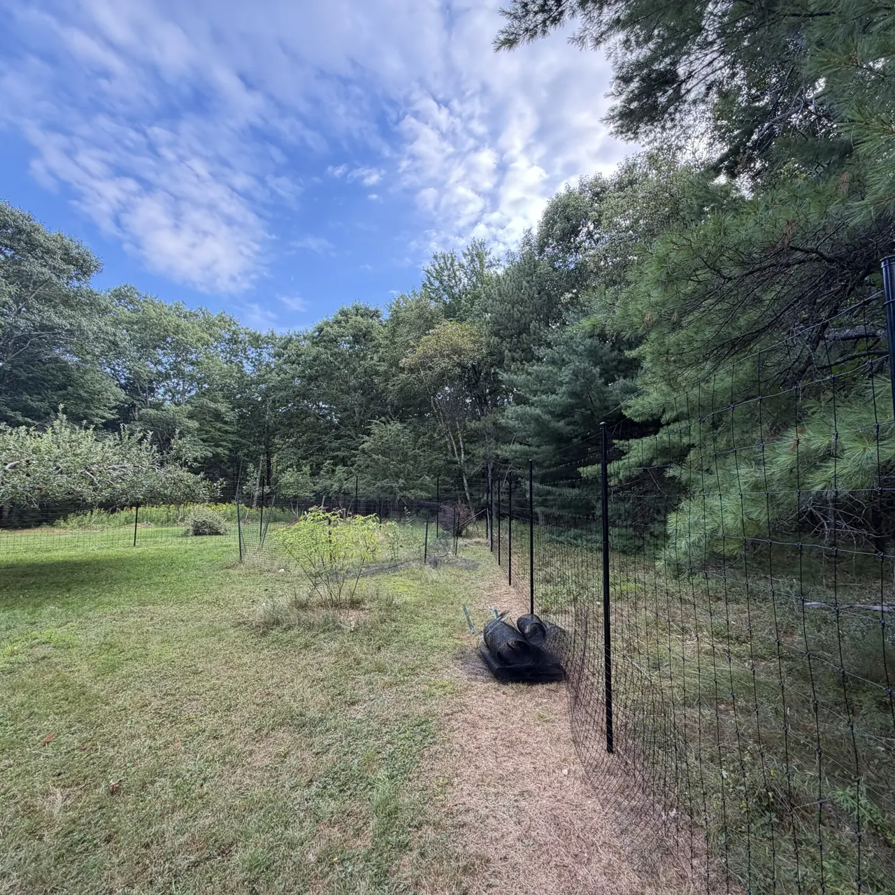 Wire field fence along a meadow and tree line